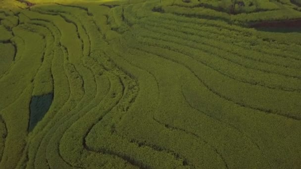 Kanola Çiçek Tarlası Luoping Çin Üzerinde Hava Görüntülü Insansız Hava — Stok video