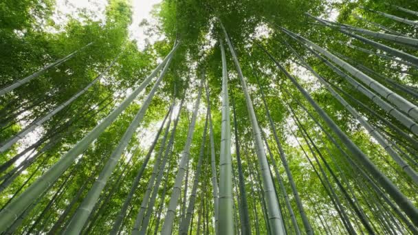 Floresta Bambu Arashiyama Kyoto Japão — Vídeo de Stock