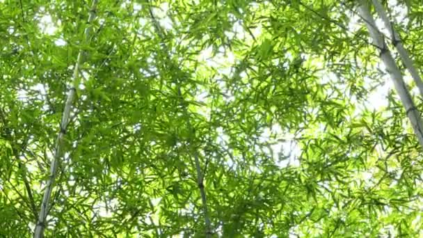 Floresta Bambu Arashiyama Kyoto Japão — Vídeo de Stock