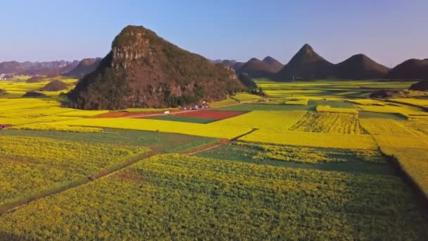ループの春の菜の花畑上空の空中ビュードローン飛行 — ストック動画