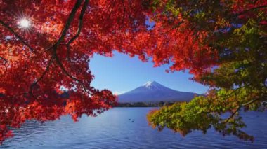 Sonbaharda kırmızı akçaağaçlı Fuji Dağı, Kawaguchiko Gölü, Japonya