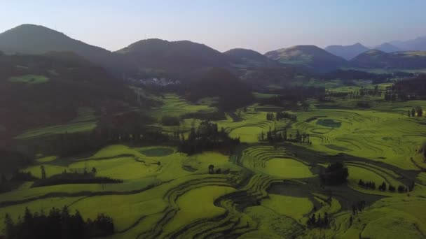 Aerial View Drone Flight Canola Field Spring Luoping China — Stock Video