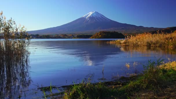 Mountain Fuji Met Gras Voorgrond Kawaguchiko Lake Japan — Stockvideo