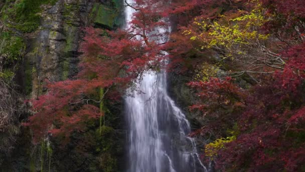 Minoo Cascada Con Hoja Arce Rojo Otoño Osaka Japón — Vídeo de stock