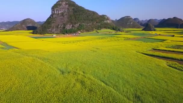 菜の花畑 ルーピング 中国の上の空中ビュードローン飛行 — ストック動画