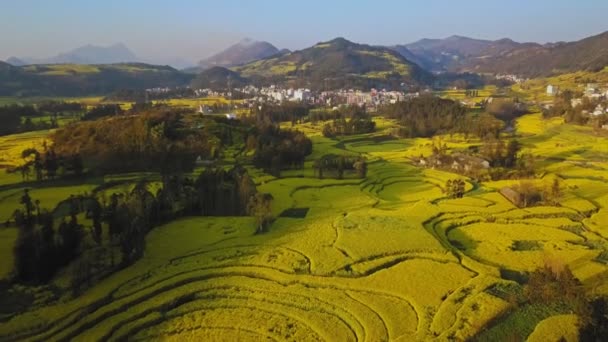 Aerial View Drone Flight Canola Flower Field Luoping China — Stock Video