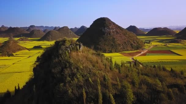 Letecký Pohled Drone Letu Nad Canola Květinové Pole Luoping Čína — Stock video