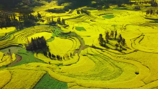 Vista Aérea Vuelo Del Dron Sobre Campo Flores Canola Luoping — Vídeos de Stock