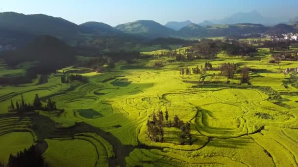 Vista Aérea Vuelo Del Dron Sobre Campo Flores Canola Luoping — Vídeos de Stock