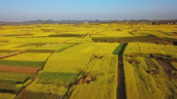 Bahar Ayında Çin Luoping Kanola Sahasının Üzerinde Insansız Hava Aracı — Stok video
