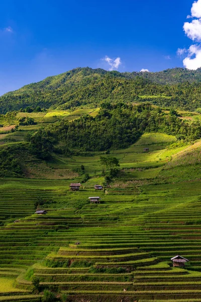Terraced Rice Fields Cang Chai Yen Bai Vietnam — Stock Photo, Image