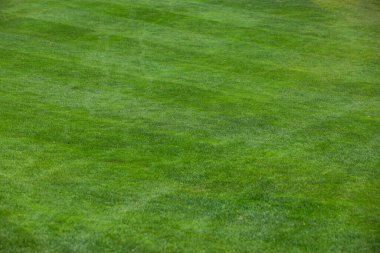 Golf oynuyordum. Golf sahası