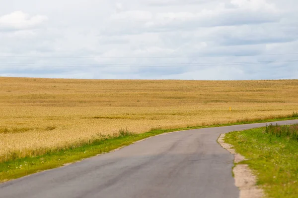 Panorama background wheat field — Stock Photo, Image