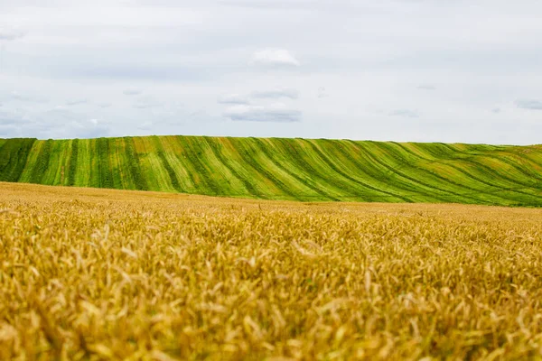 Пшеничное поле на заднем плане — стоковое фото