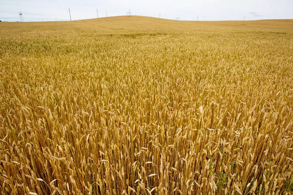 Panorama background wheat field — Stock Photo, Image