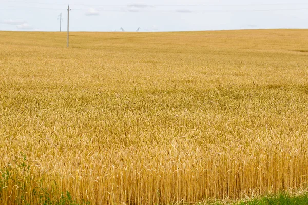 Панорама фоновое поле и ржи и холм — стоковое фото