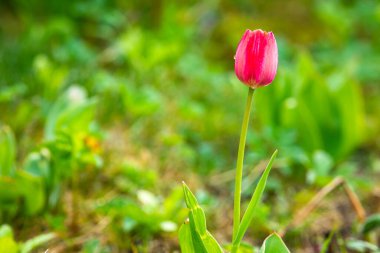 Fotoğraf lale çiçeği makrosu