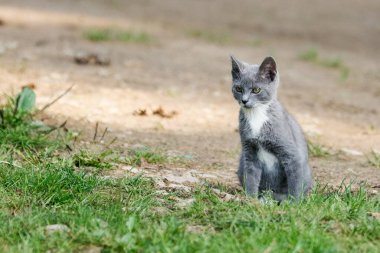 Çimenlerde oynayan gri kedi yavrusu