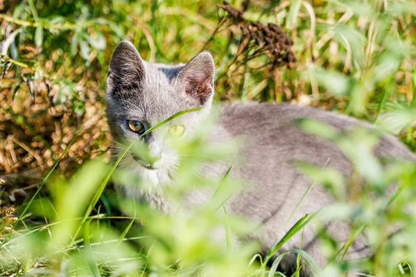 Grå kattunge leker i gräset — Stockfoto