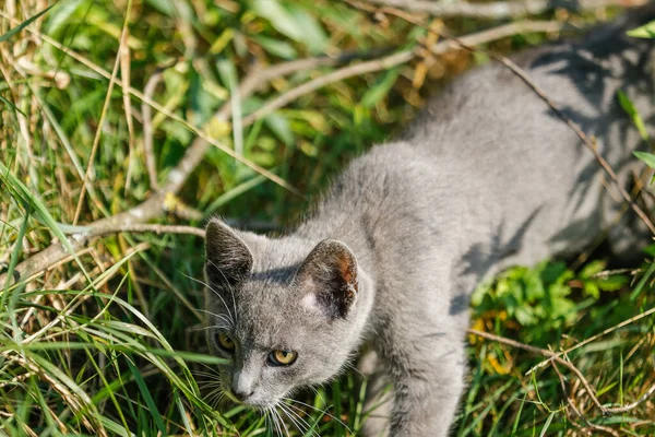 Grå kattunge leker i gräset — Stockfoto