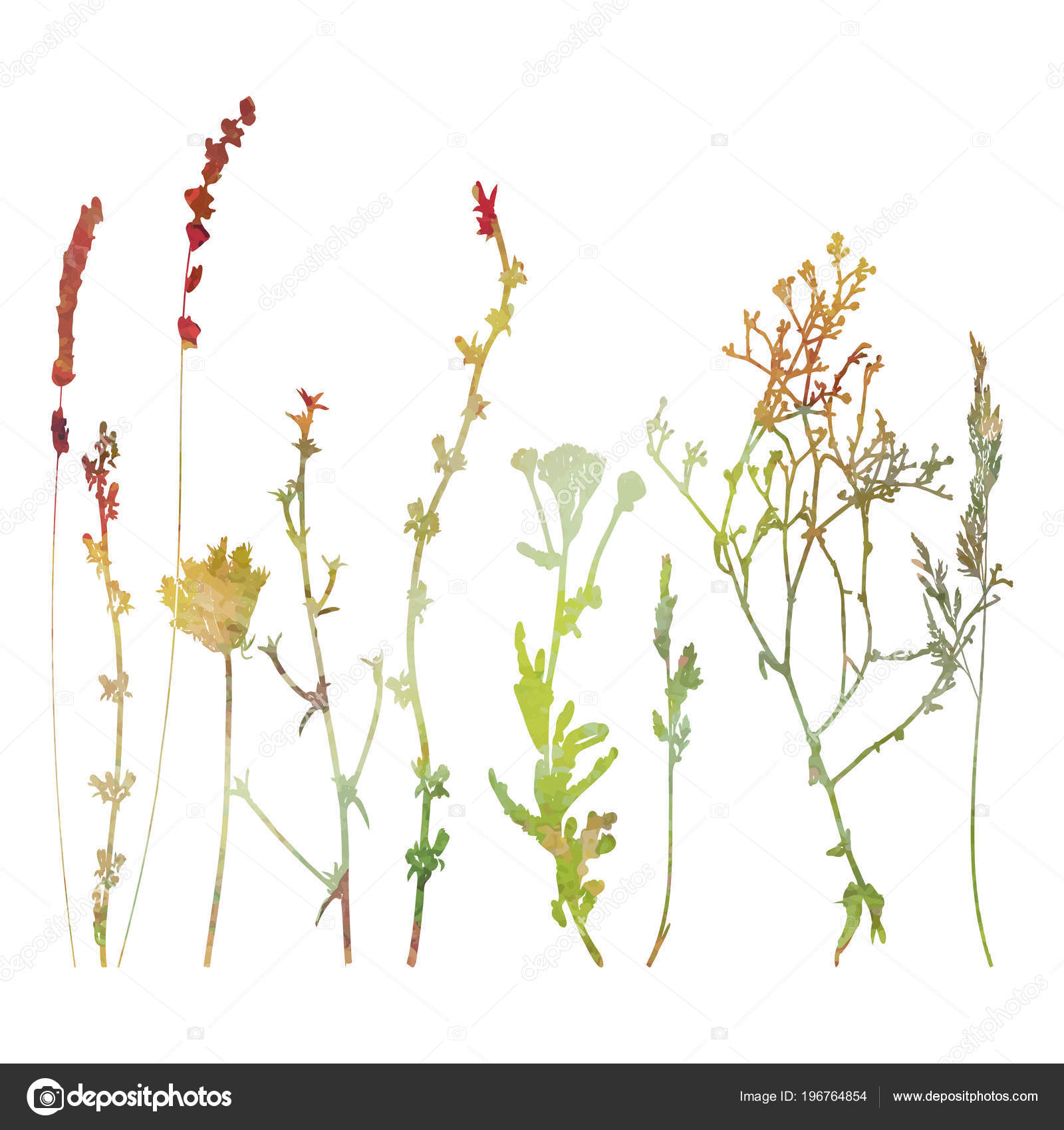 Vector Illustration Dessin Fleurs Sauvages Des Herbes Des ...
