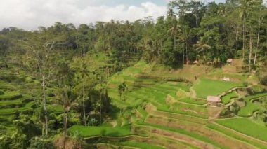 Bali'deki pirinç. Vide drone üzerinde yapılan