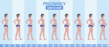 Hafta hafta gebelik aşamaları olan hamile kadın pantolon tarafından. Tüm nesneleri ve vücut aşamalarında farklı katmanlarda ve metin türlerinin herhangi bir yazı tipi yeterli değil. 