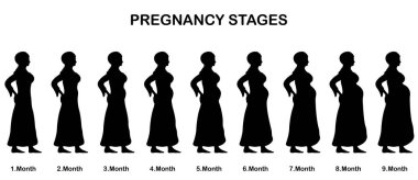 Bir Müslüman kadın siluetleri gebelik aşamaları. Tüm nesneleri ve vücut aşamalarında farklı katmanlarda ve metin türlerinin herhangi bir yazı tipi yeterli değil. 