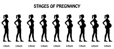 Gebelik siluetleri aşamaları. Tüm nesneleri ve vücut aşamalarında farklı katmanlarda ve metin türlerinin herhangi bir yazı tipi yeterli değil. 