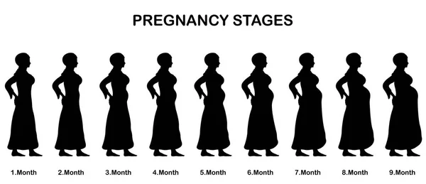 Fázích Těhotenství Muslimské Ženy Siluety Všechny Objekty Tělo Fází Jsou — Stockový vektor
