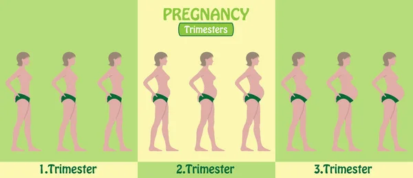 Gravidez Trimesters Mulher Grávida Com Calças Todos Objetos Estágios Corpo —  Vetores de Stock