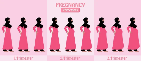 Grossesse Trimesters Pregnant Muslim Woman Religious Veil Hijap Tous Les — Image vectorielle