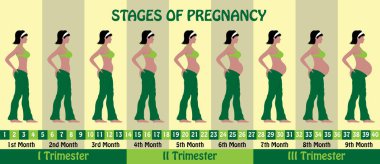 Hamile bir kadın ile gebelik aşamaları sutyen ve bol pijama giyiyor. Tüm nesneleri ve vücut aşamalarında farklı katmanlarda ve metin türlerinin herhangi bir yazı tipi yeterli değil. 