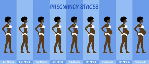 Month by month Pregnancy stages of pregnant afro woman with biki — Stock Vector