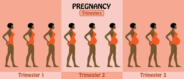 Trimestres de grossesse de femme afro enceinte avec maillot de bain et sh — Image vectorielle