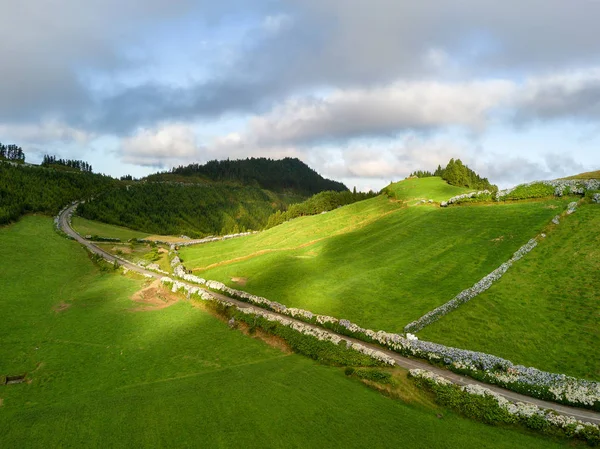 Vista Drone Incrível Paisagem Açoriana Fazenda Chá Nos Campos Verdes — Fotografia de Stock