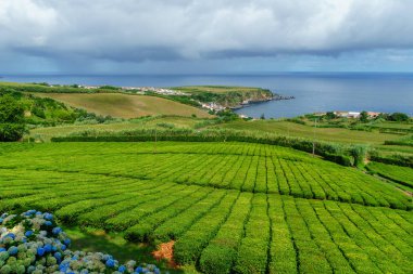 Çay plantasyon sahil, Sao Miguel Island'ın Kuzey Azores. Çiftlik büyüyen çay ile kırsal manzara. Ön plan ve arka plan denizde güzel ortanca.