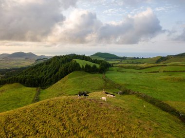 Tipik azores manzara inek kırsal havadan görünümü ile kıyı dron görünümü. Kuş bakışı, hava panoramik görüş. Portekiz tscenic hedef.