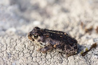 Natterjack Toad, Epidalea calamita. Small toad in its natural environment. clipart