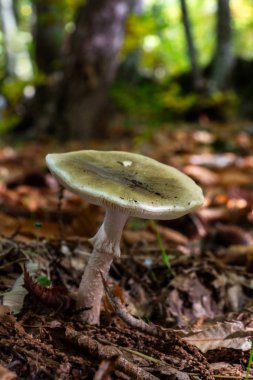 Kestane ormanında mantar..