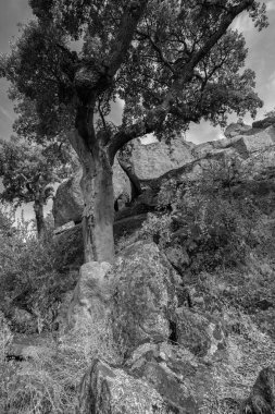 Plasencia yakınlarındaki Valcorchero 'nun doğal alanındaki manzara. Extremadura. İspanya.