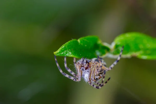 Hoppande Spindel Sin Naturliga Miljö — Stockfoto