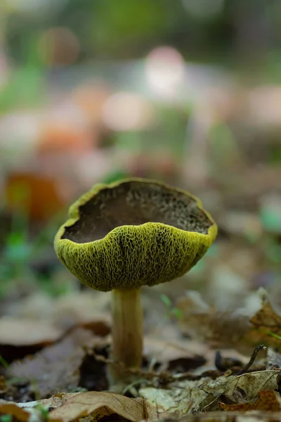 Cogumelo Uma Floresta Castanha — Fotografia de Stock