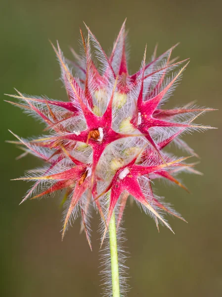 Κόκκινα Αστέρια Άγριο Φυτό Φωτογραφίζονται Στο Φυσικό Της Περιβάλλον — Φωτογραφία Αρχείου