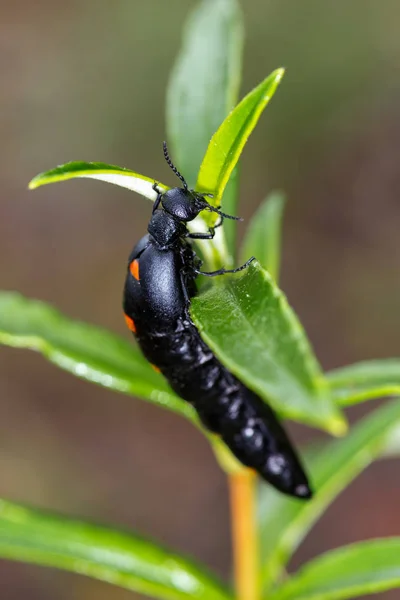 Berberomeloe マジャリ氏 その自然環境における甲虫類 — ストック写真
