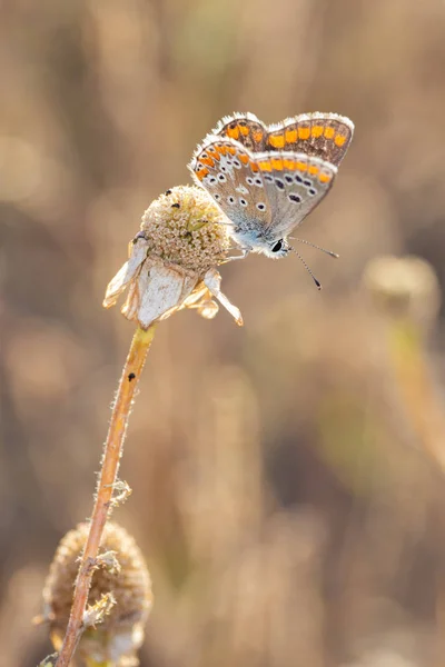 Motyl Fotografowany Ich Naturalnym Środowisku — Zdjęcie stockowe