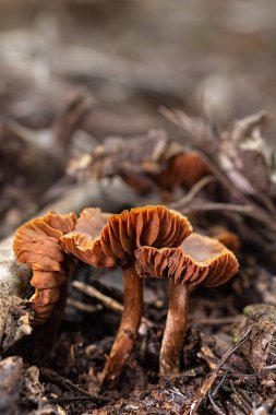 Çam ormanının zemininde küçük mantarlar.