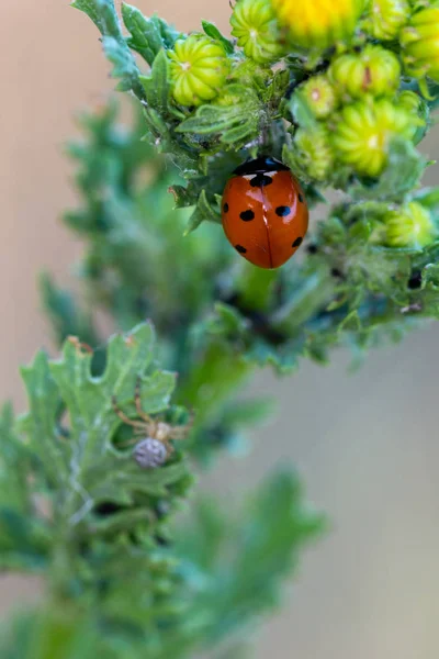 Ladybug Spider Lurking — Stock Photo, Image