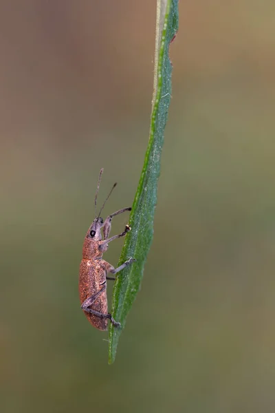 Escarabajo Cuernos Escarabajo Longicornio Escarabajo Fotografiado Entorno Natural — Foto de Stock