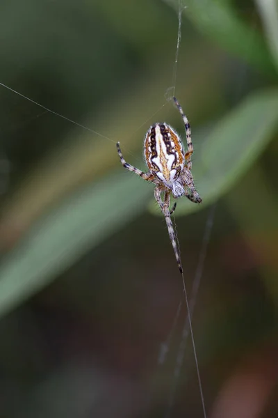 Spider Its Web — Stock Photo, Image